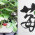 苺