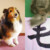 毛