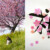 桜2